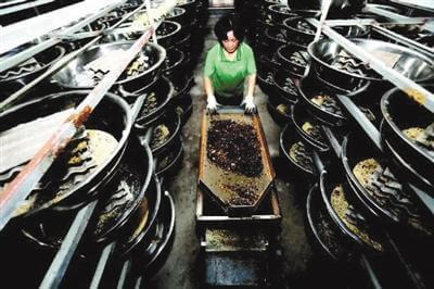  В провинции Шаньдун открылся центр обработки кухонных отходов с помощью тараканов